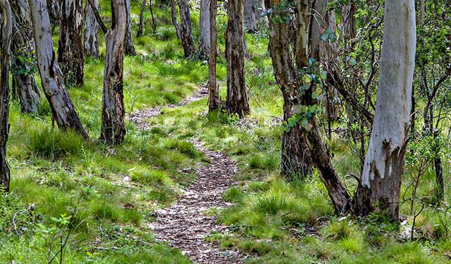 Spring Glade Walking Track