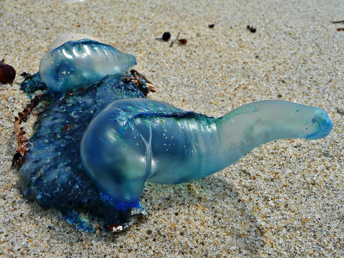 Bluebottle or Pacific Man-of-War