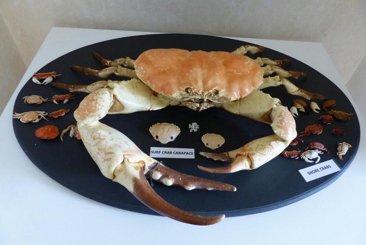 Tasmanian Giant Crab