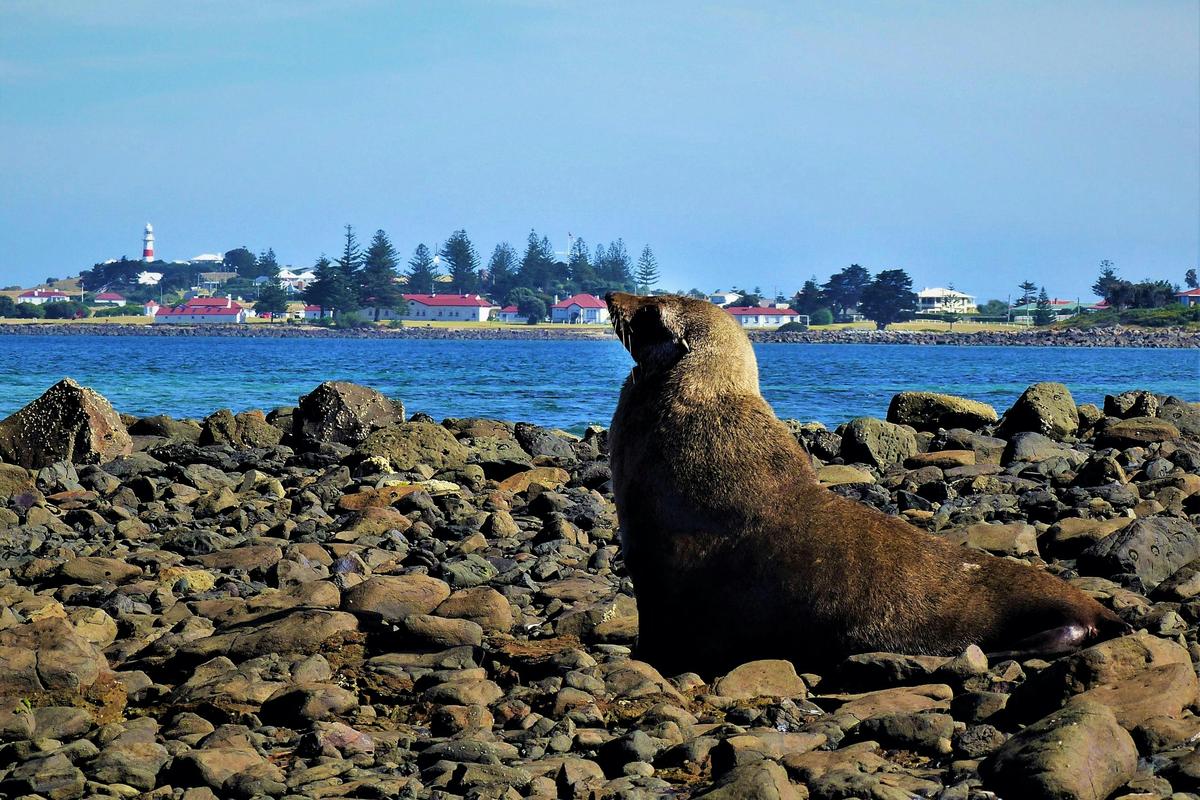 Australian Fur Seal