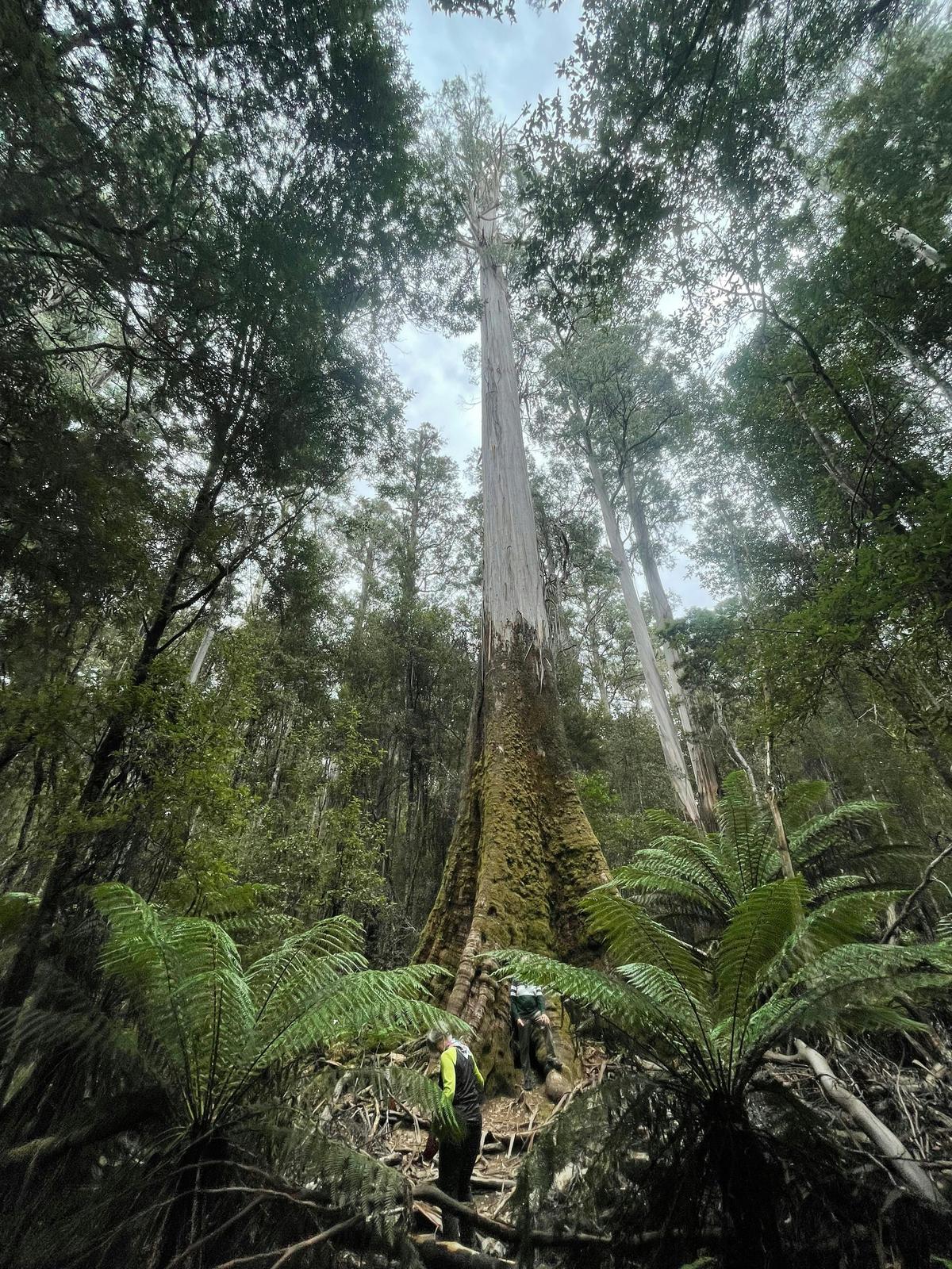 Mt. Field & the Derwent Valley - Private day tour