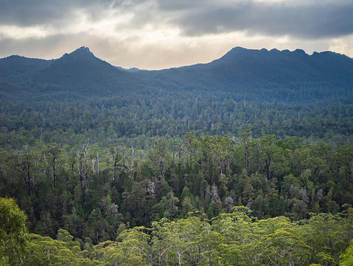 Cradle Mountain ~ Freycinet ~ Mt Field
