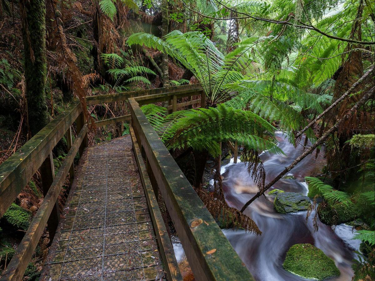 The Complete Tarkine: Rainforest & Coast 7 Day Photography Workshop