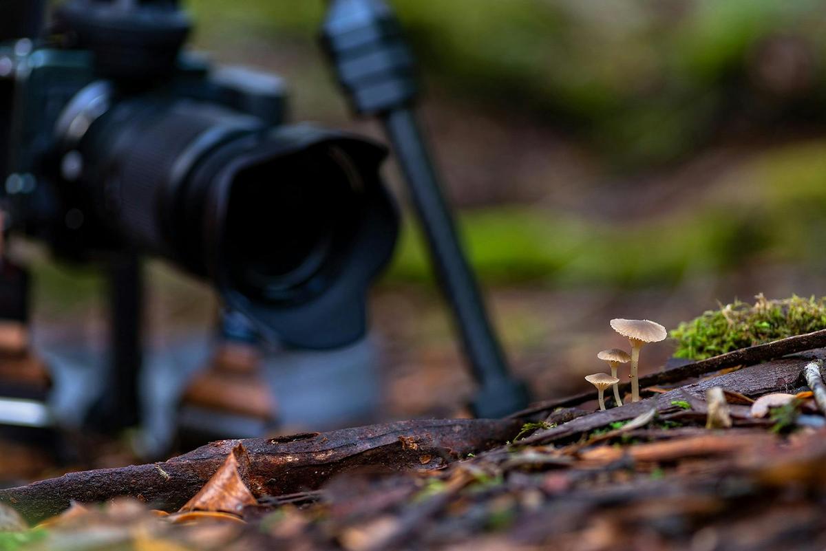 Mt Field and Styx Valley Photography Workshop