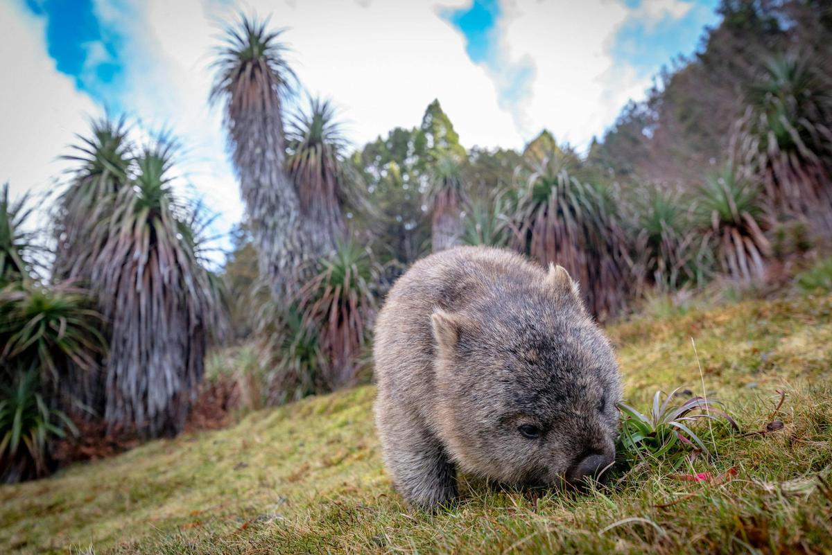 Cradle Mountain 5 day Photography Workshop