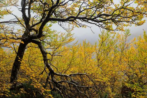Cradle Mountain 5 day Photography Workshop
