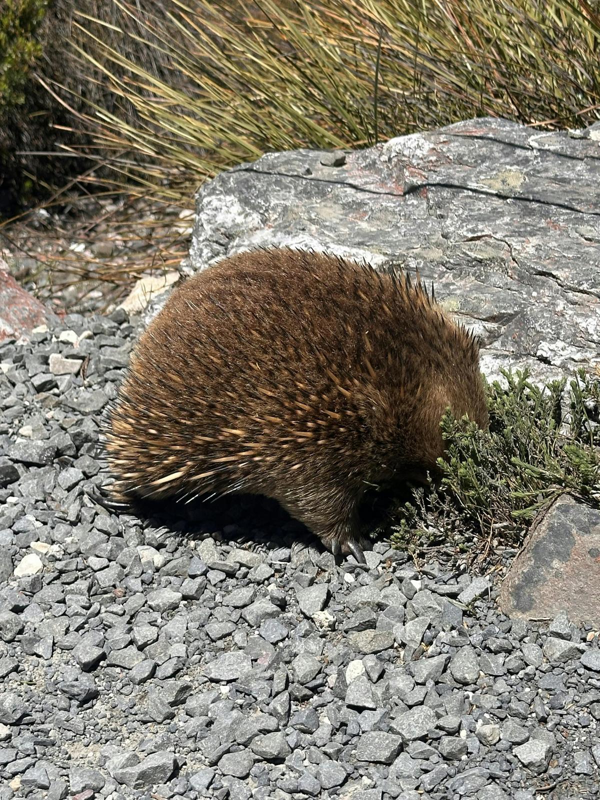 Cradle Mountain Park Explorer Day Tour