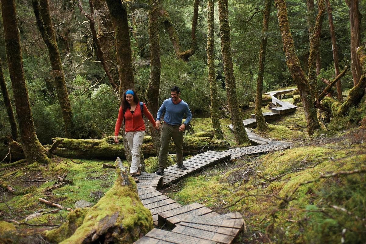 Experience the magic of Rainforest Walks, where visitors wander beneath a canopy of nature