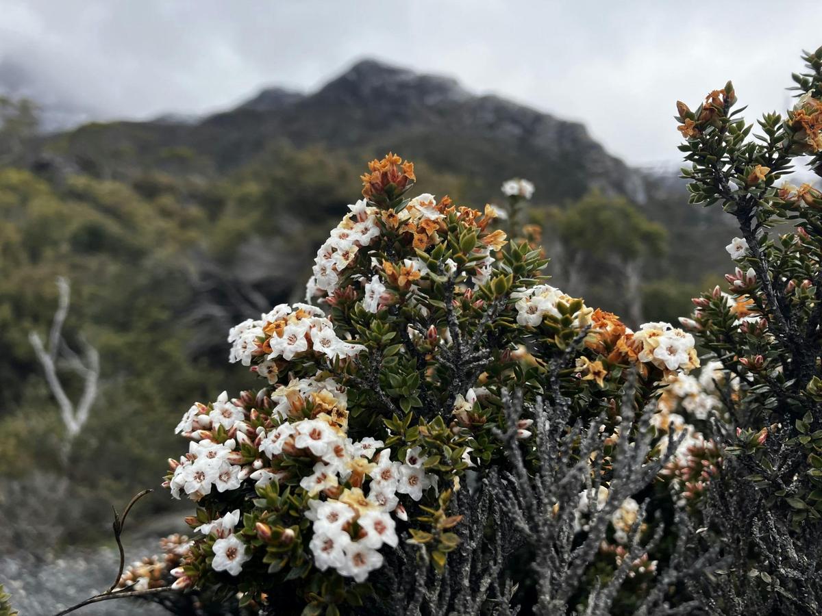 Cradle Mountain Park Explorer Day Tour