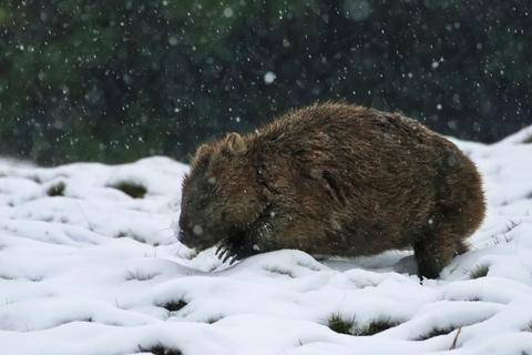 Cradle Mountain Park Explorer Day Tour