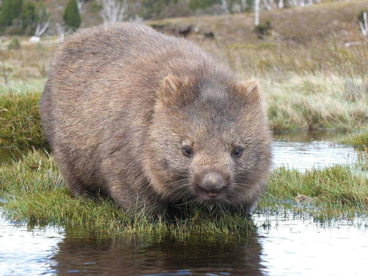 Wombat spotted in its natural habitat, showcasing Tasmania’s unique native wildlife.