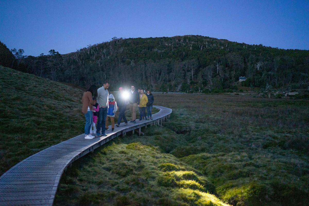 Cradle Mountain Night Spotting Tour