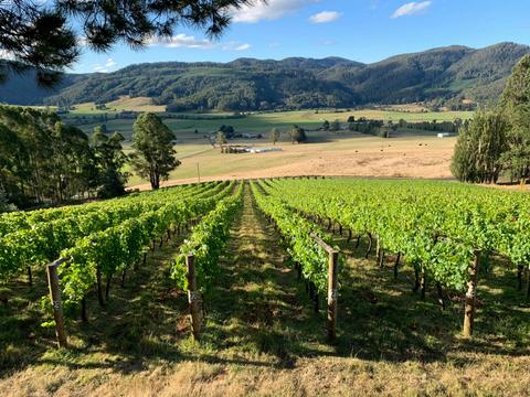 Leven Valley Vineyard