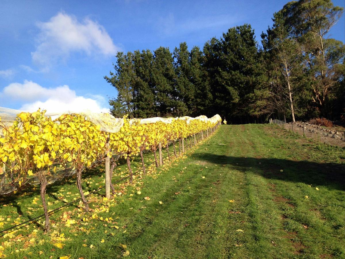 Leven Valley Vineyard
