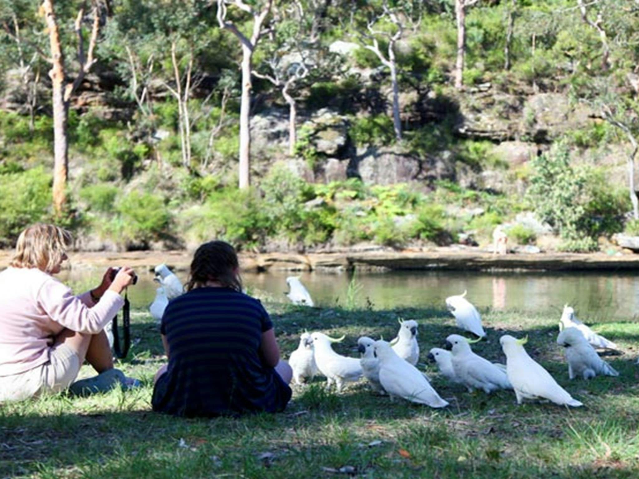 Reids Flat picnic area, Royal National Park. Photo: Andy Richards/NSW Government