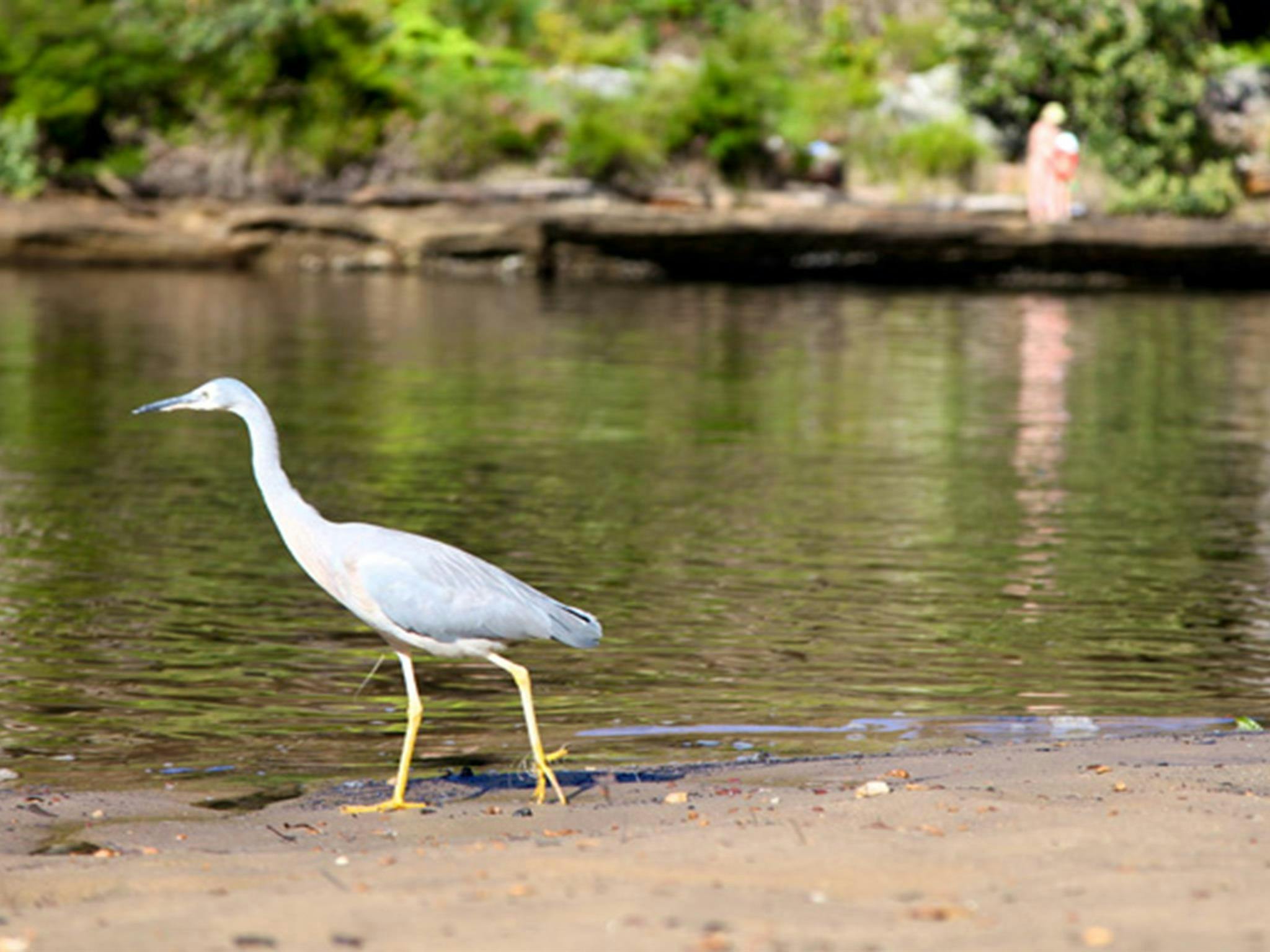 Reids Flat picnic area, Royal National Park. Photo: Andy Richards/NSW Government