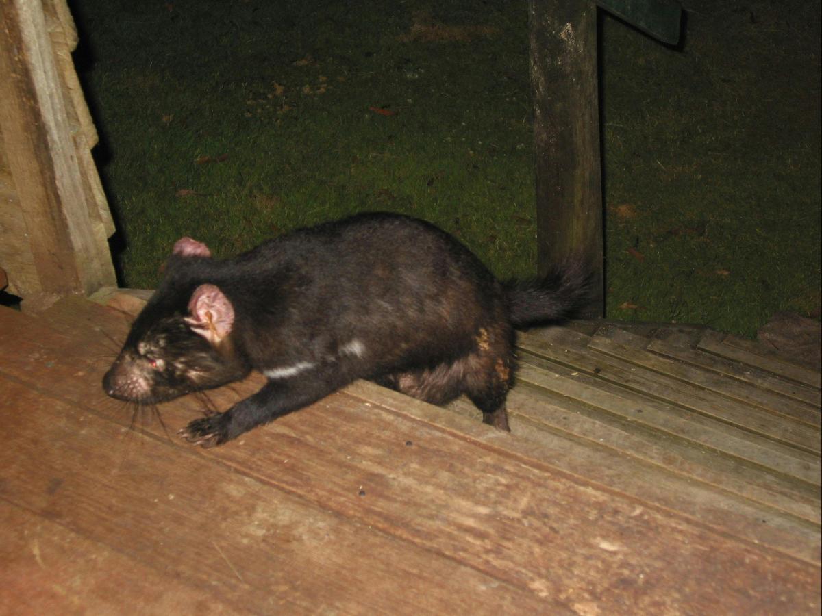 Devil on cabin steps