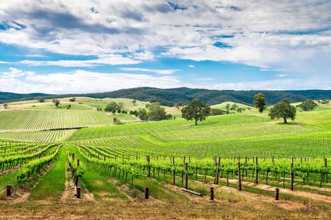 1 Day West Tamar Valley Wine Tour