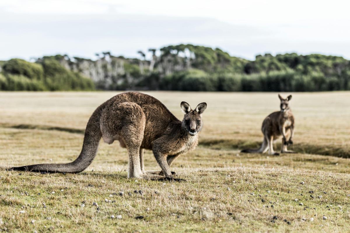 Narawntapu National Park