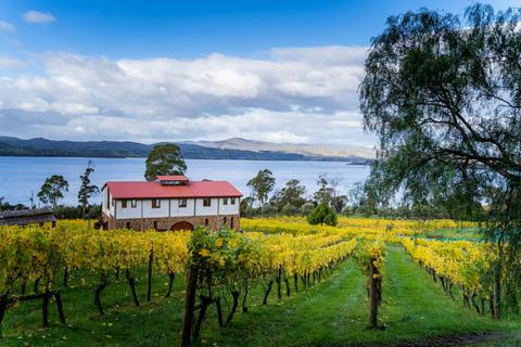 Marion's Vineyard