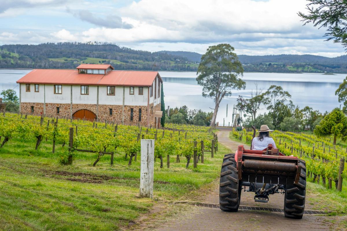 tractor driver at Marions Vineyard