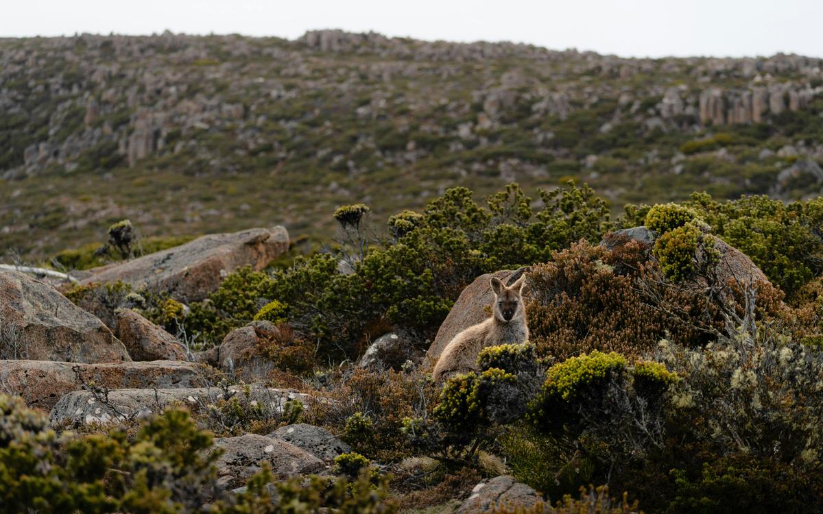 Choose Your Own Hobart Adventure