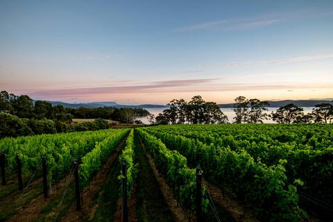 Mewstone Wines