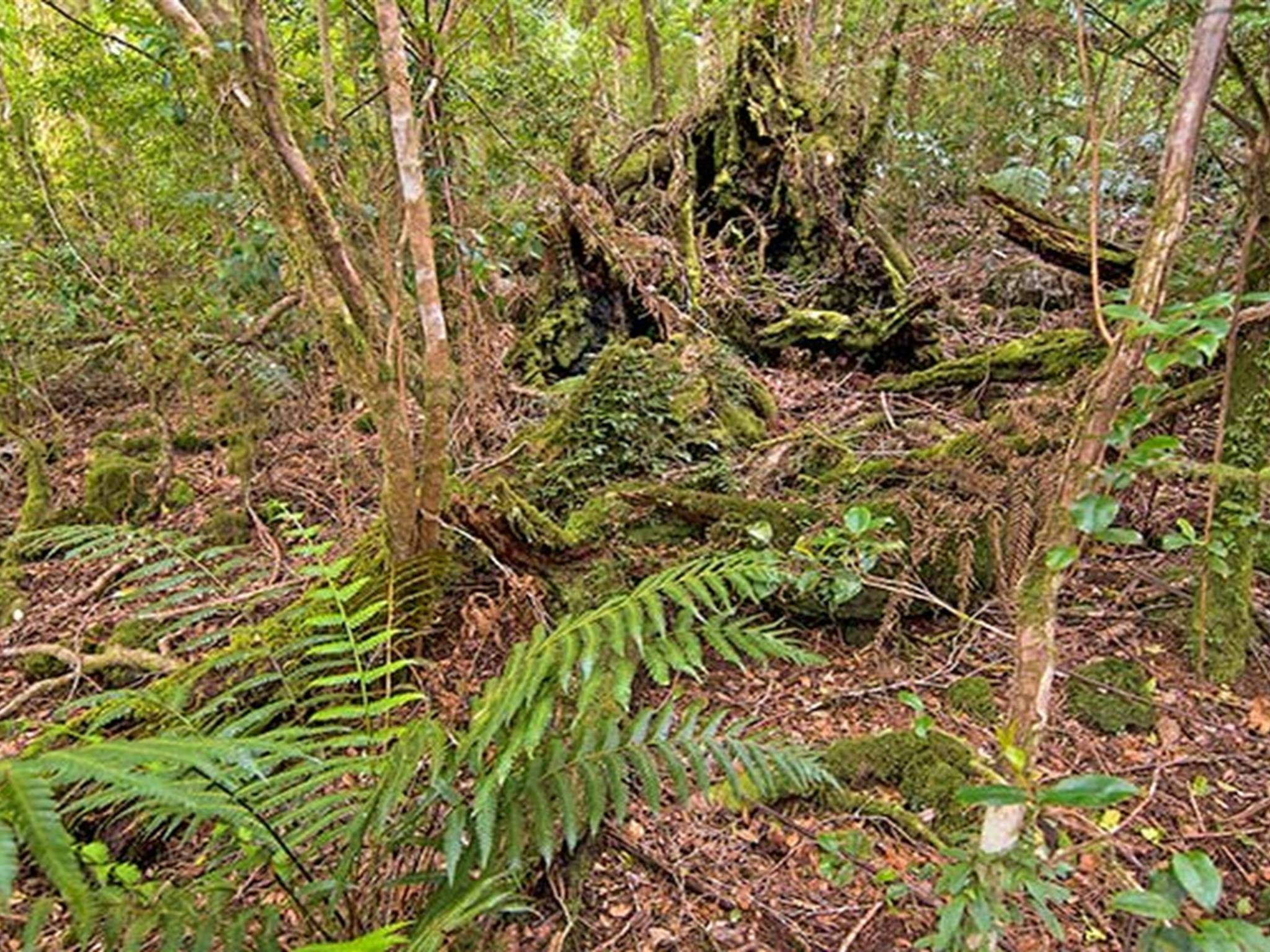 Rainforest undergrowth near Bar Mountain lookout, Border Ranges National Park. Photo credit: John