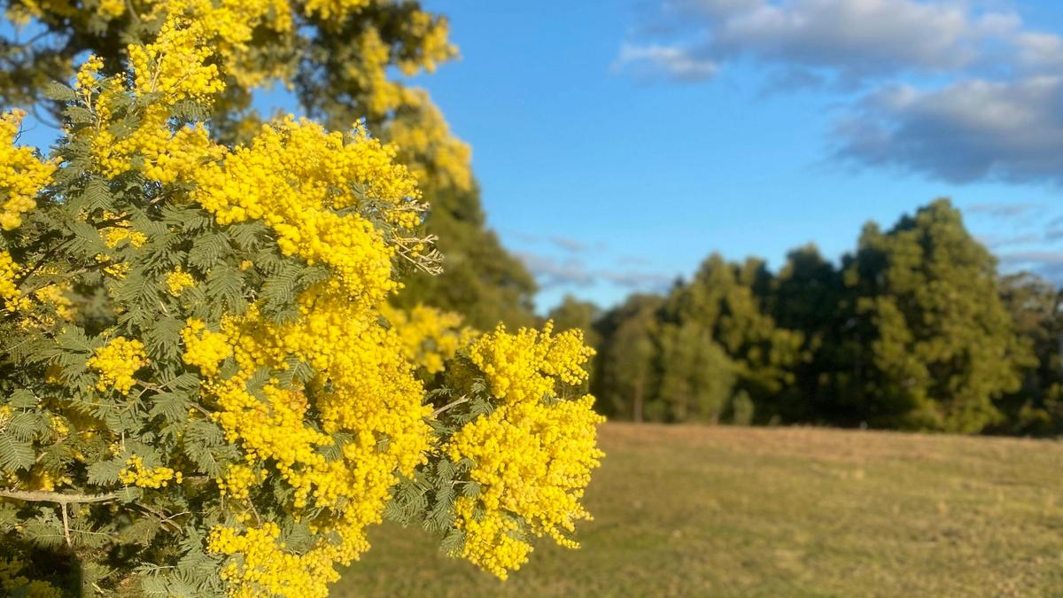 Spring 🌼
