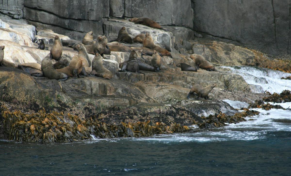 The local wildlife