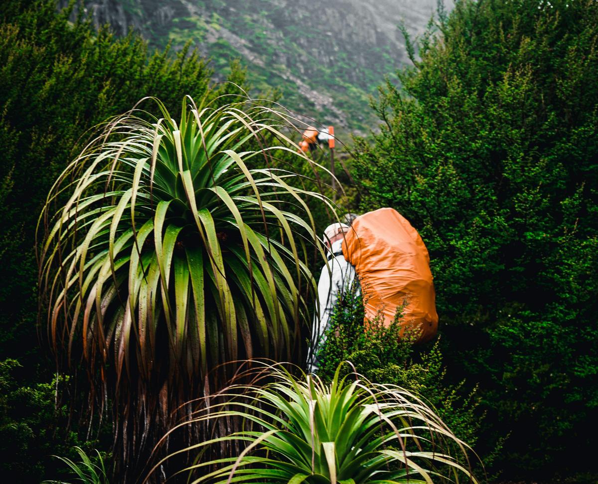 Overland Track Walk