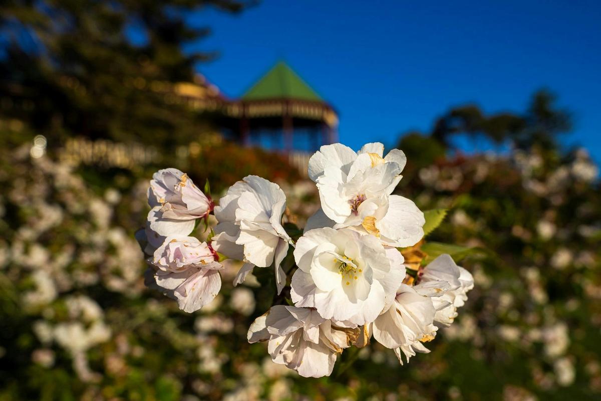The garden at Pomona Historic Estate