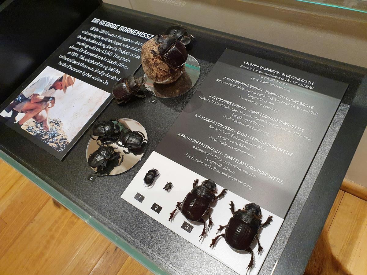 Dung beetle display