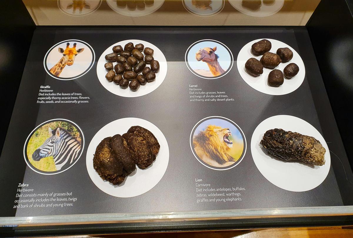 Display case