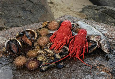 Pennicott Wilderness Journeys - Tasmanian Seafood Seduction