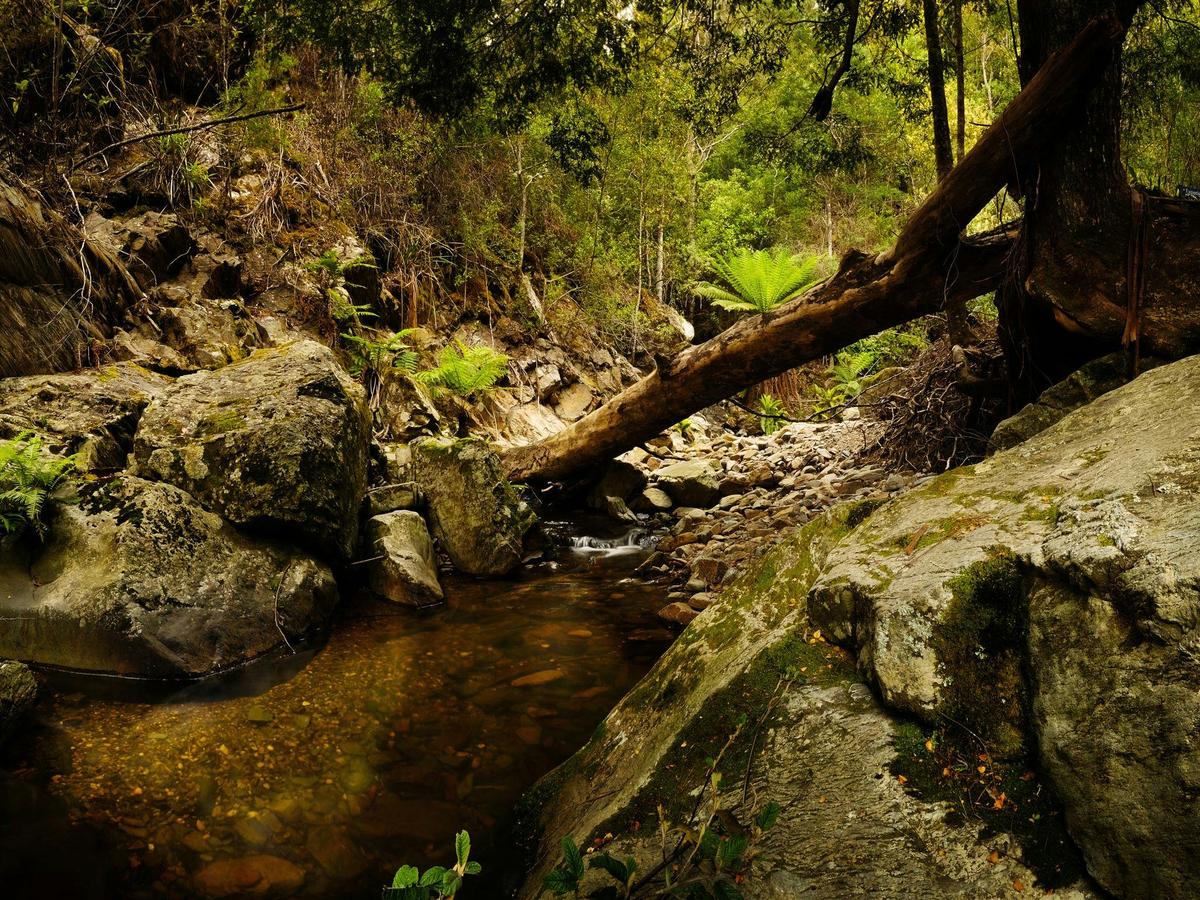 Notley Fern Gorge