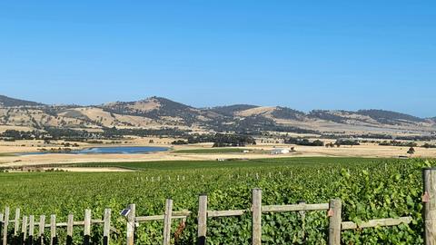 Nocton Vineyard Tasmania