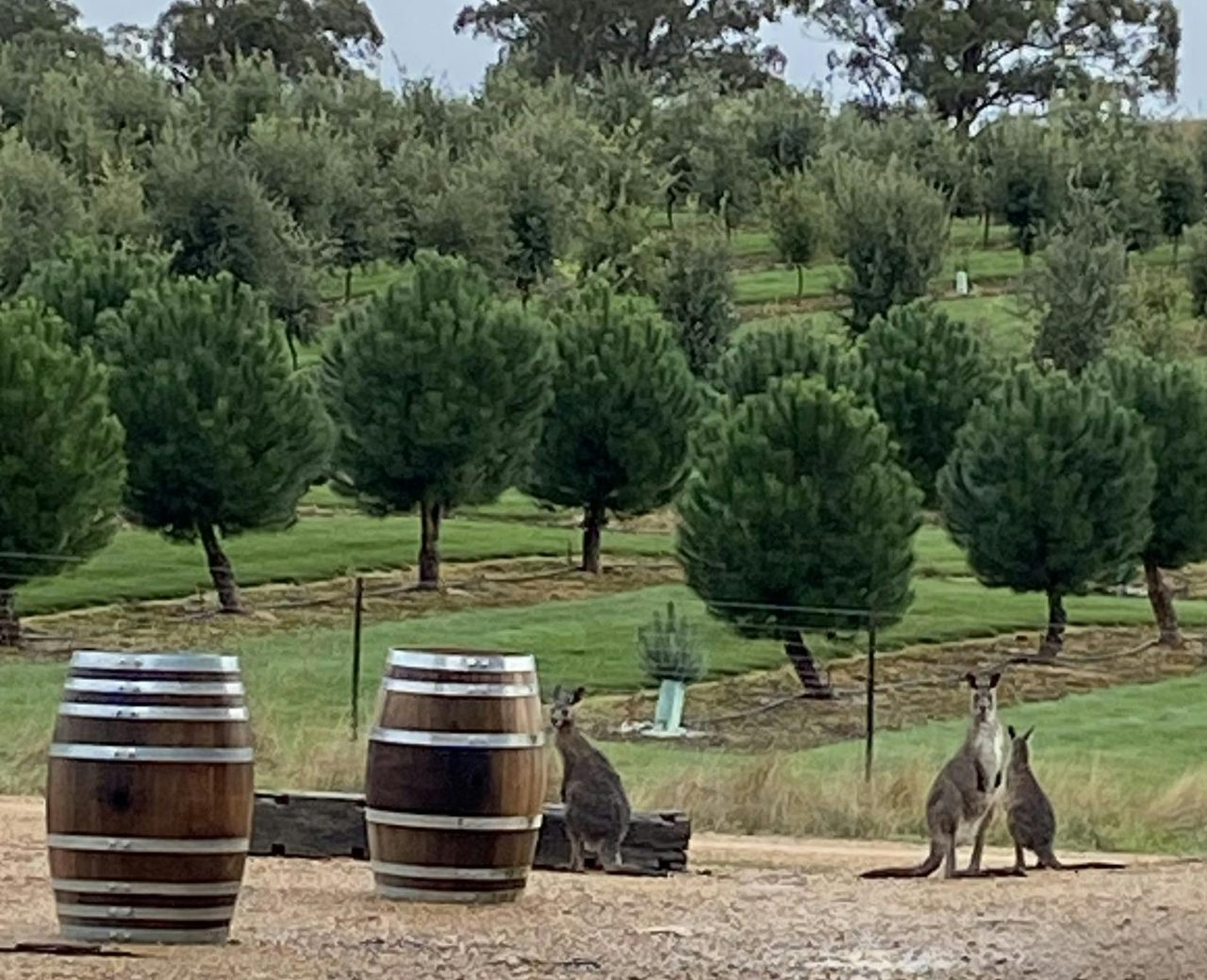 Local wildlife by the truffiere