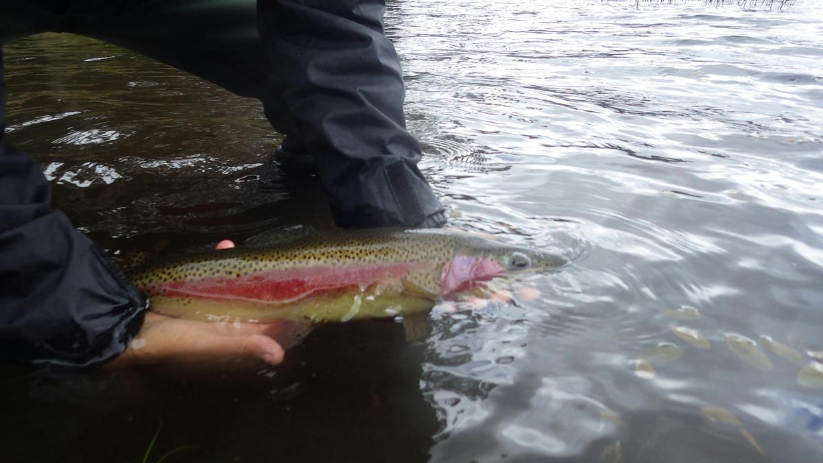 Fly Fishing: Full Day or Extended Day Tours