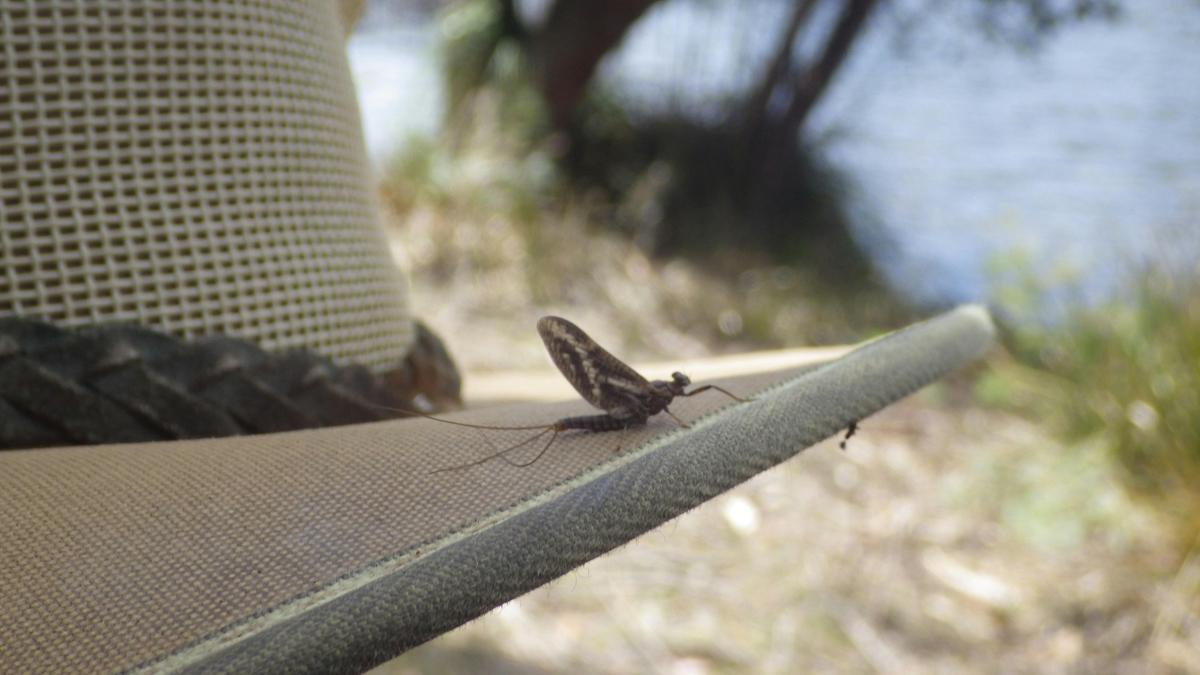 Fly Fishing: Full Day or Extended Day Tours