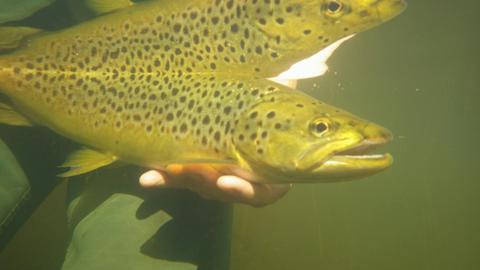 Red Tag Trout Tours