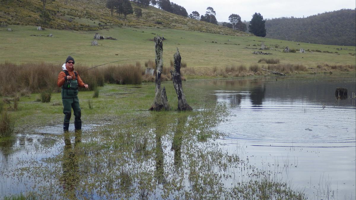 Tailing trout early season chasing frogs etc.