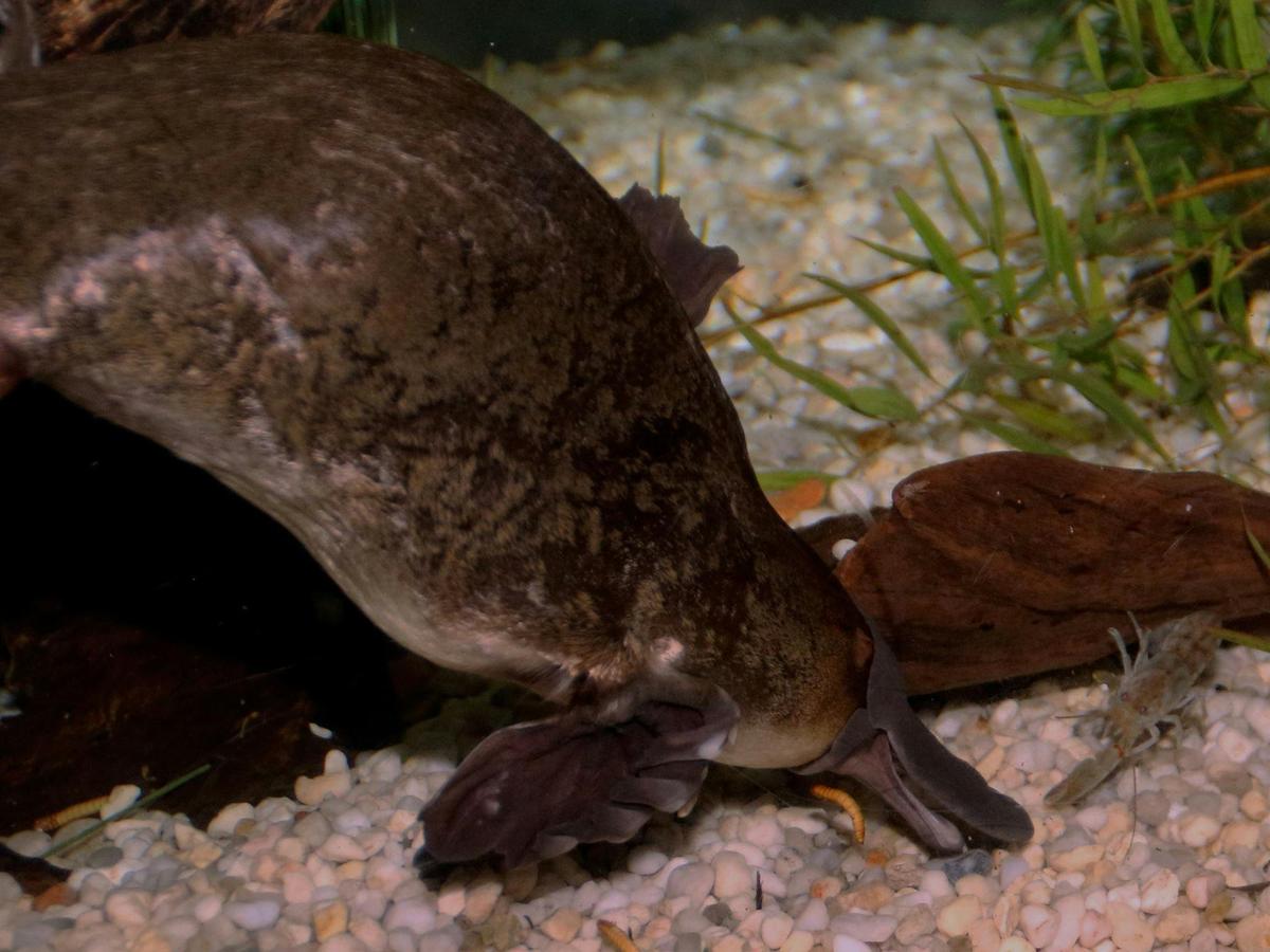 Platypus House