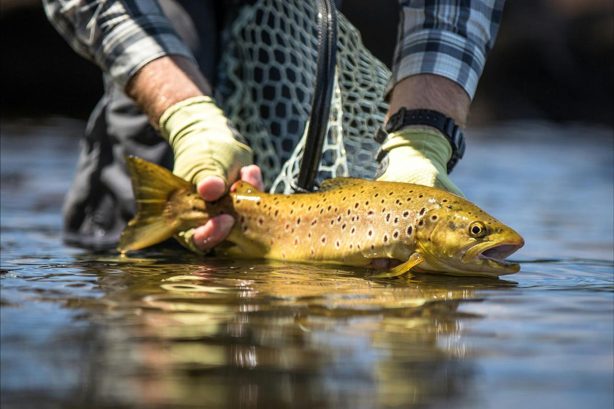 Wild Tasmanian trout