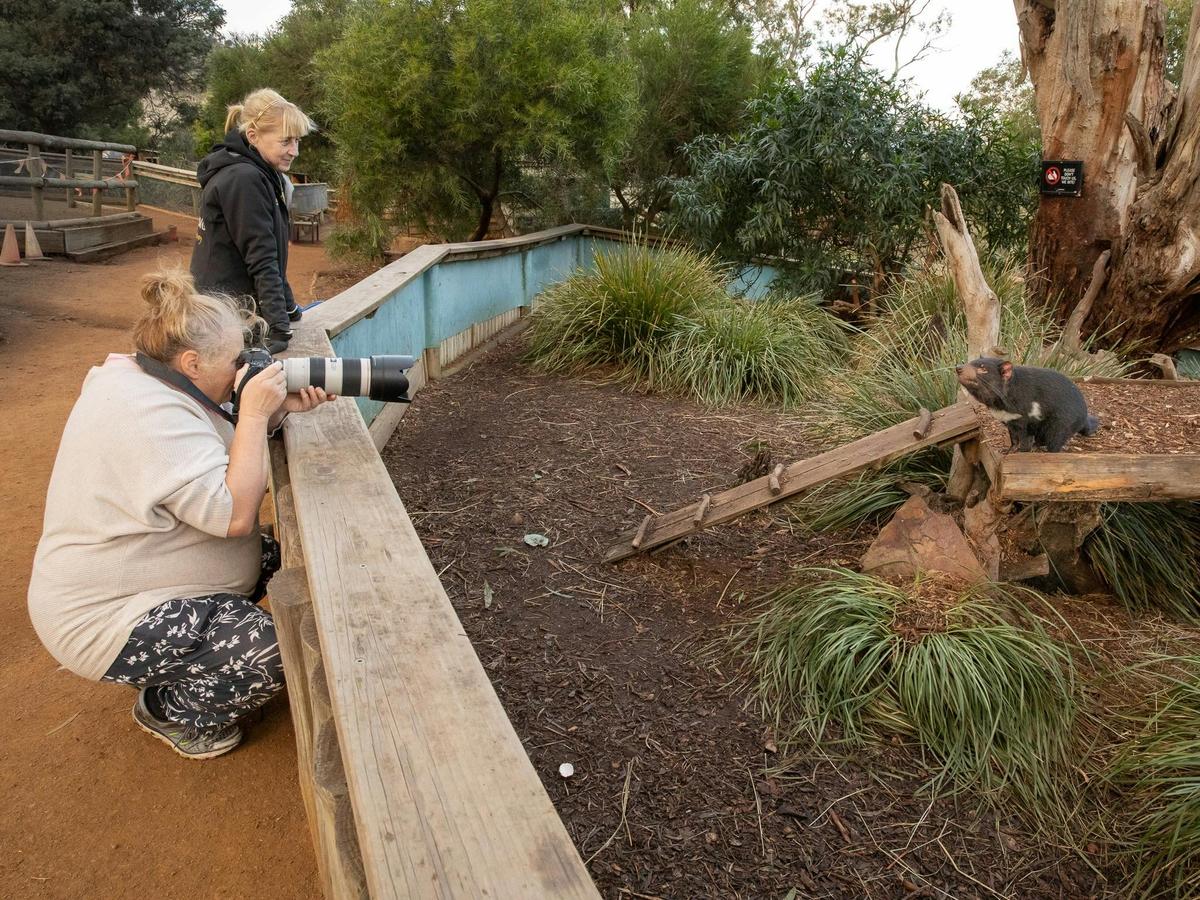Wildlife photography at Bonorong Wildlife Sanctuary - a photography tuition experience