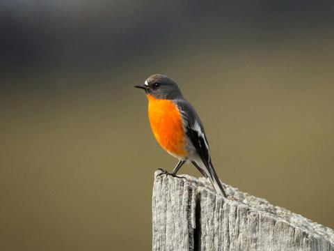 Photography Day Out - Bruny Island