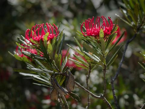 Photography Day Out - Mt Field National Park
