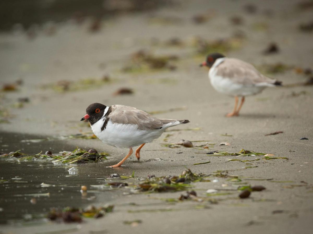 Photography Day Out - Bruny Island