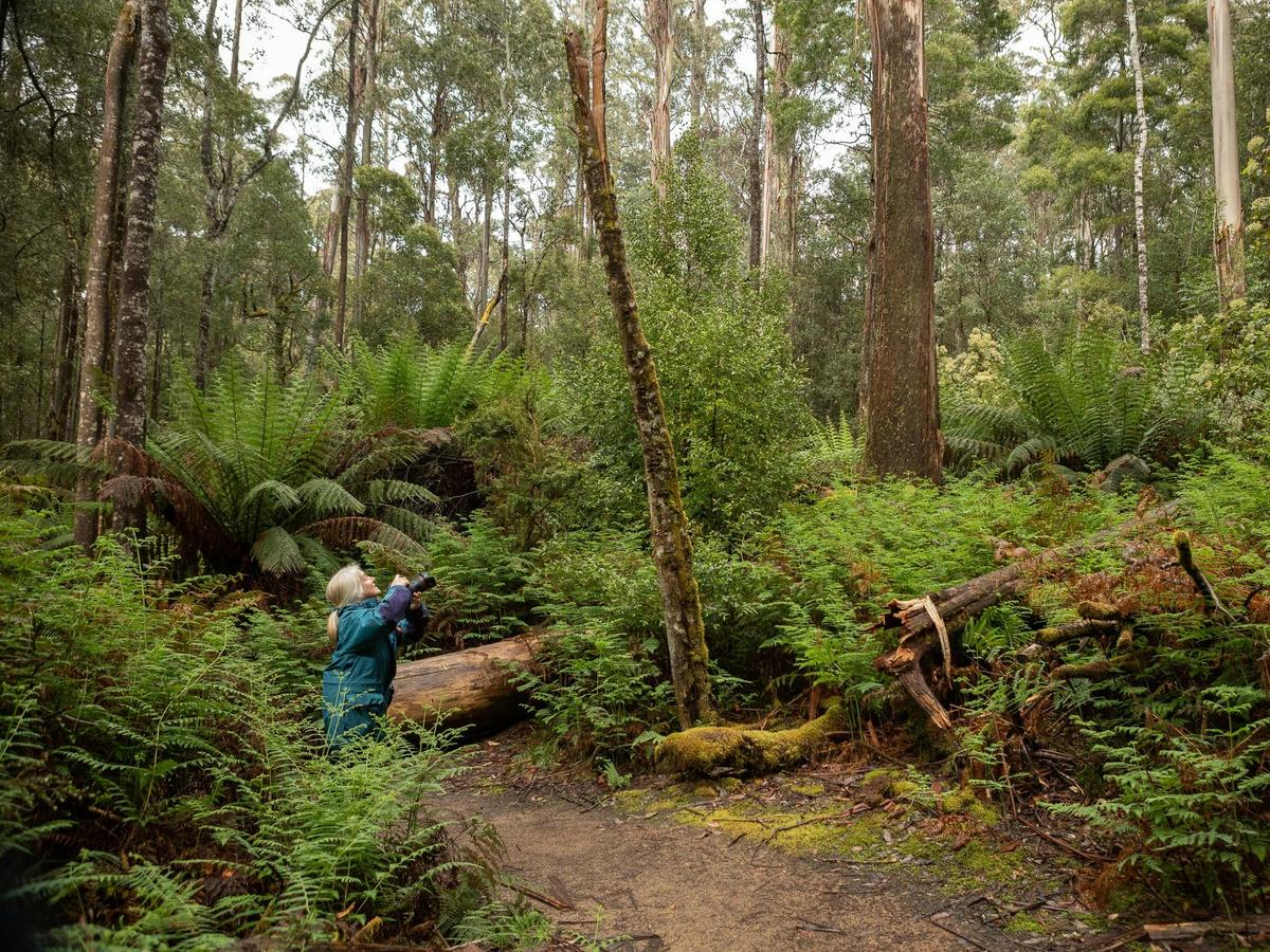 Photography Day Out - Mt Field National Park