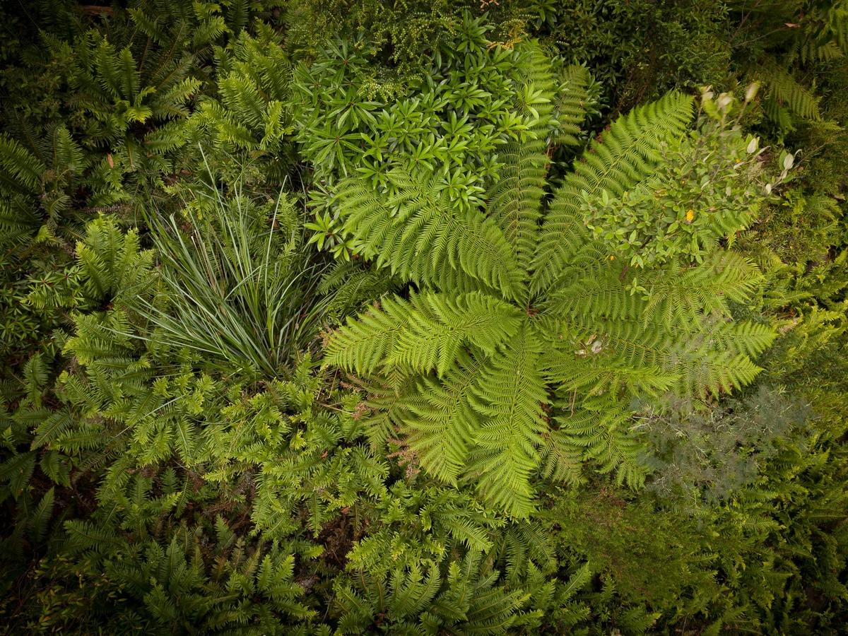 Photography Day Out - Hartz Mountains and Tahune Forest